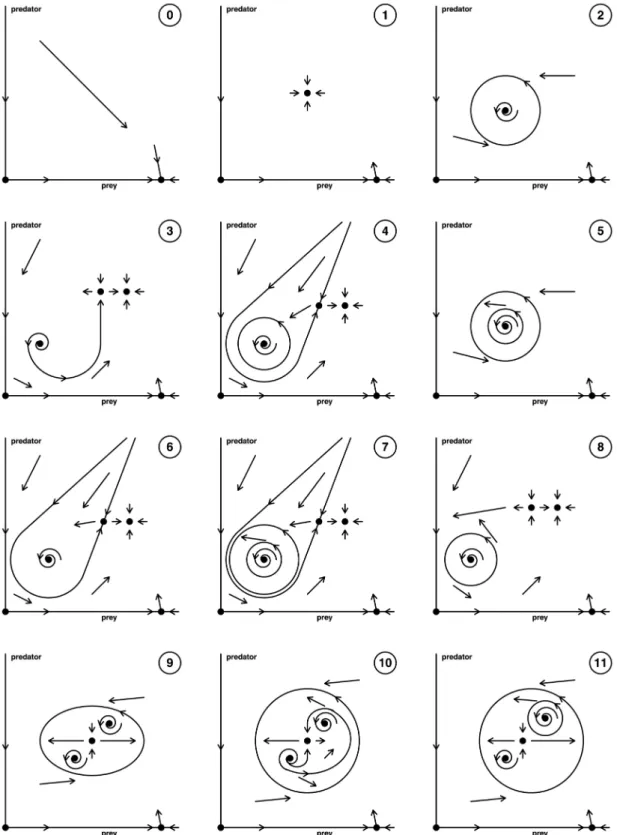 Fig. 2. Qualitative generic phase portraits of the predator–prey model. Transitions between the different situations corresponds to bifurcations drawn in Fig