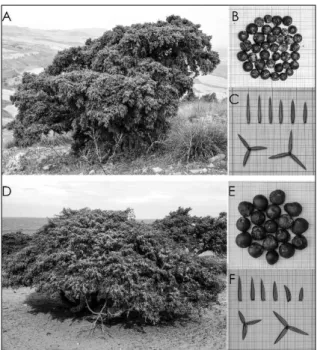 Figure 1.― Photographies montrant l’aspect général de Juniperus oxycedrus L. en Algérie