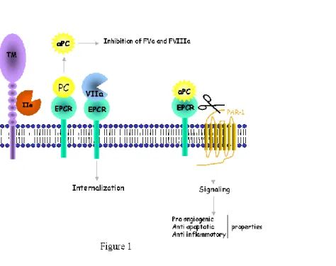 Figure  1:  Schematic  drawing  of  the  anticoagulant  and  anti-inflammatory  properties  of membrane associated EPCR 
