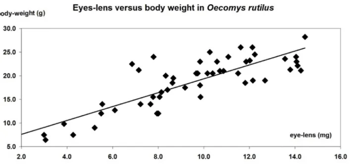 Figure 4. Eye-lens weight versus body weight in 52 Oecomys rutilus (30 captive-born and 22 wild-caught), with a good linear correlation (r = 0.839; 