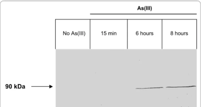 Figure 4 Immunodetection of AoxB protein in total protein extracts of H. arsenicoxydans induced or not for 15 min, 6 or 8 hours with As(III)