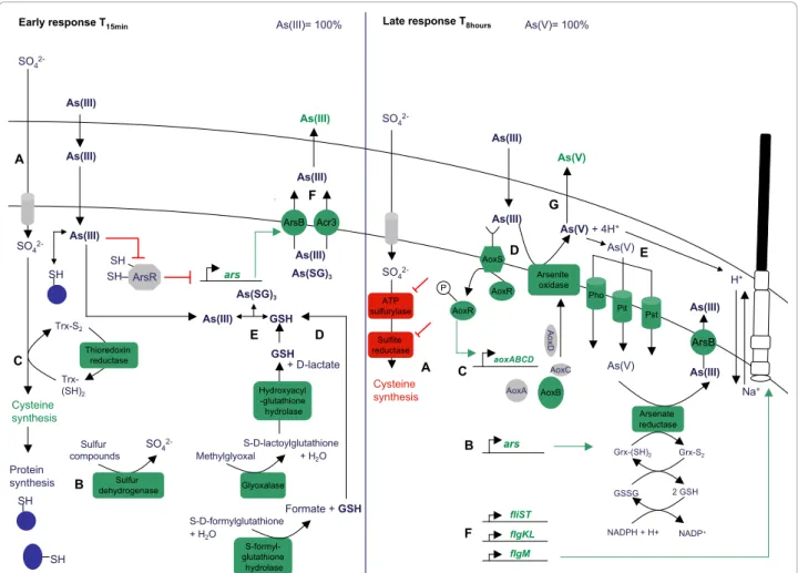 Figure 6 Conceptual representation of the metabolic response after temporal exposure to As(III) in H