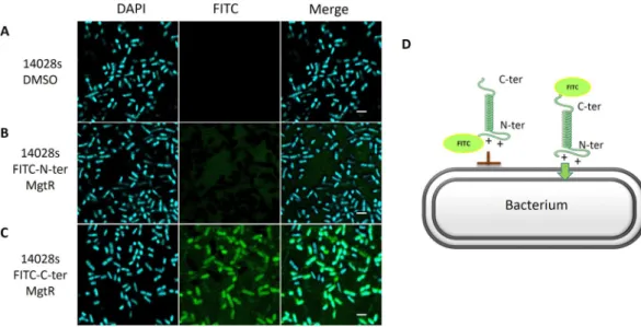 Figure 2.  Confocal laser-scanning microscopy of Salmonella treated with FITC-labeled MgtR peptide