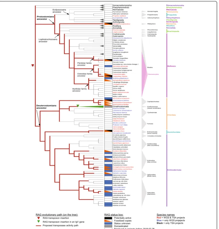 Fig. 3 Bilaterian evolutionary tree and RAG evolutionary history. Tree was built with species for which there are at least one WGS and/or TSA project in the NCBI database