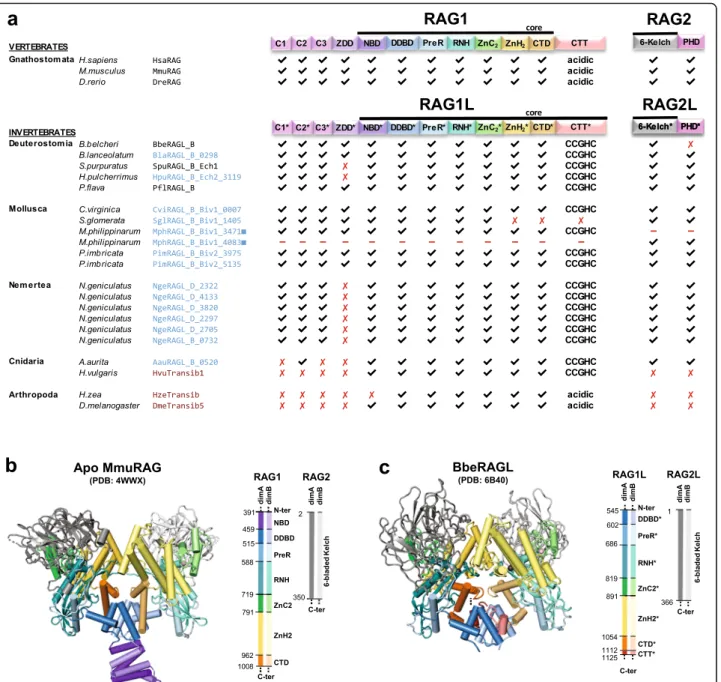 Fig. 4 Protein domains found in protostome RAGL proteins. a Predicted domains present in the best preserved RAG1L and RAG2L proteins identified in this study (blue font) compared with RAG and RAGL protein sequences from deuterostomes (black font) and repre