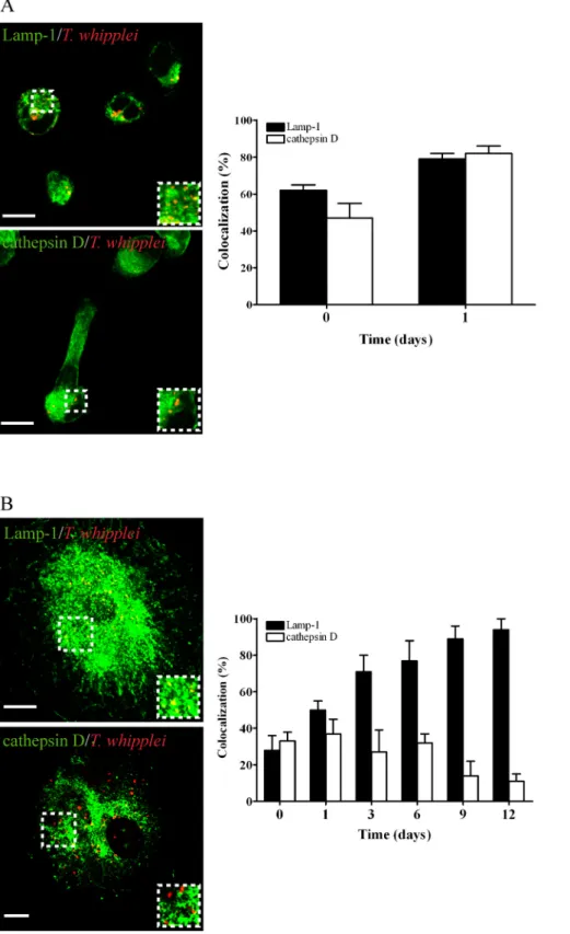 Figure 2. T. whipplei localization in monocytes and macrophages. The intracellular localization of T