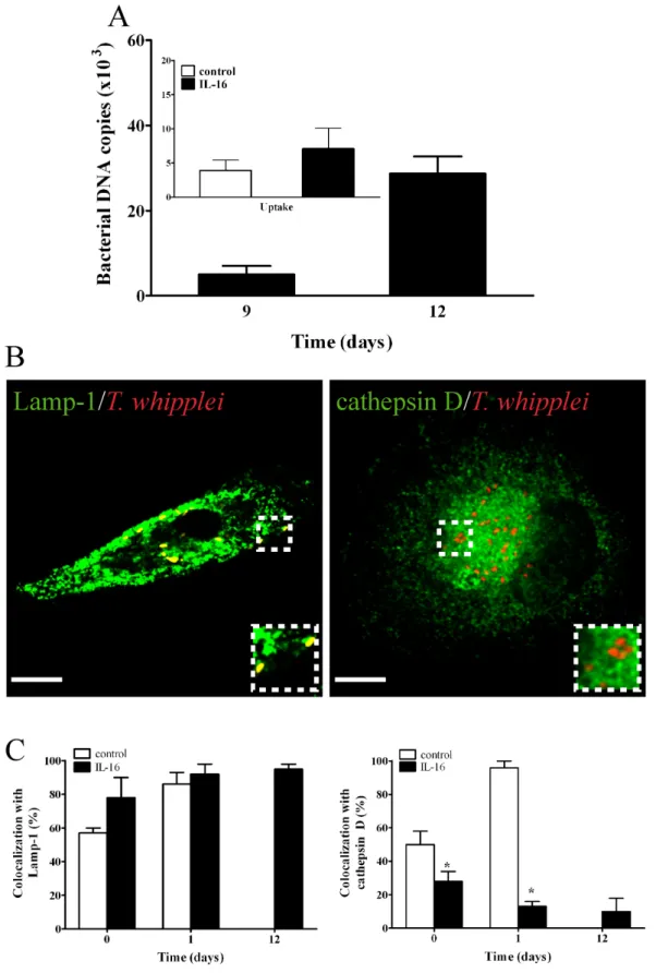 Figure 3. Effect of exogenous IL-16 on T. whipplei fate in monocytes. Monocytes were treated with or without IL-16 for 18 hours, incubated with T