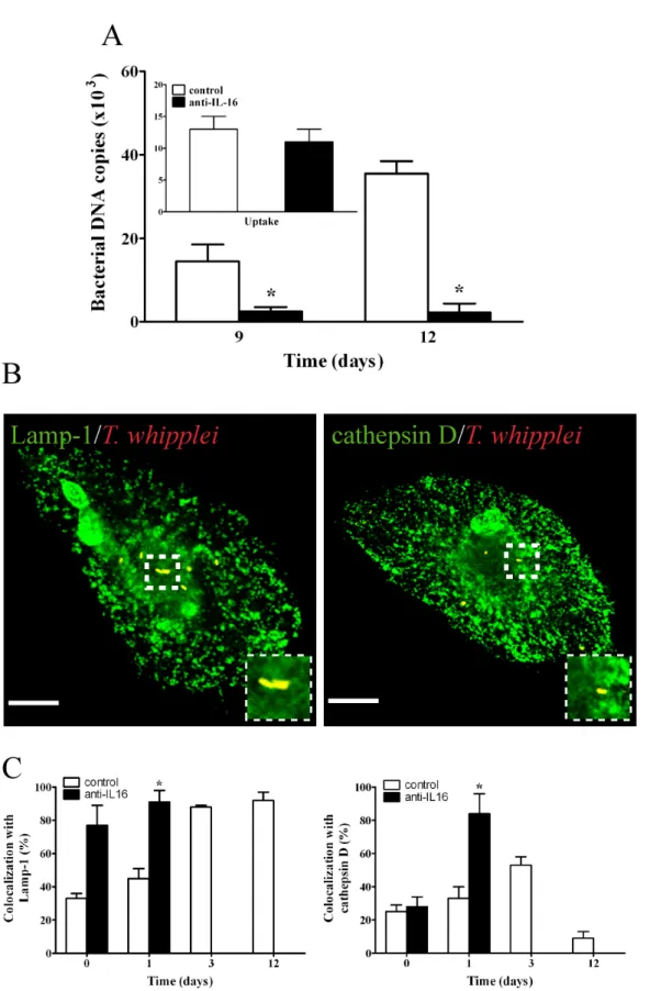 Figure 5. Effect of anti-IL-16 Abs on T. whipplei fate in macrophages. Macrophages were treated with or without anti-IL-16 blocking Abs for 18 hours, incubated with T