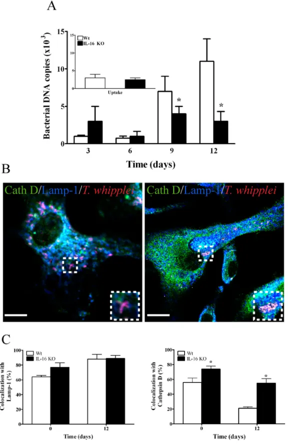 Figure 6. T. whipplei fate in IL-16 2/2 BMDM. BMDMs from wt and IL-16 2/2 mice were infected with T