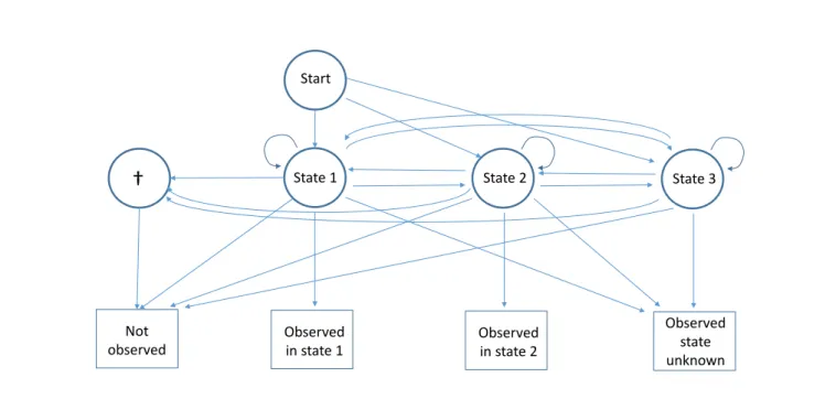 Figure 2. Diagram of the capture recapture multievent model for partial observations with two observable live states under the alternative hypothesis where there is one additional non-observable live state (state 3).