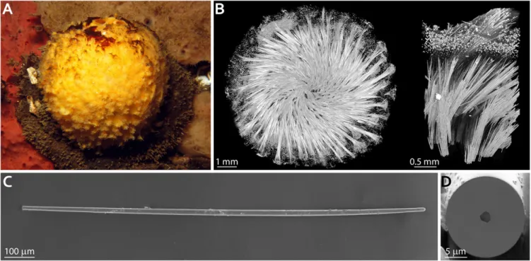 Fig. 1. Skeletal elements of the demosponge T. aurantium. (A) The demosponge T. aurantium