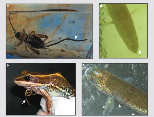 Figure 1 | Escape of parasitic gordian worms from their insect host and from the host’s predators.