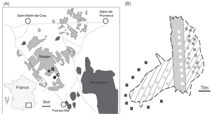 Figure 1. Location of (A) the La Crau plain in France, (B) study site (black star) within the Natural National Reserve (in gray), and (C) the soil donor site (black circle)