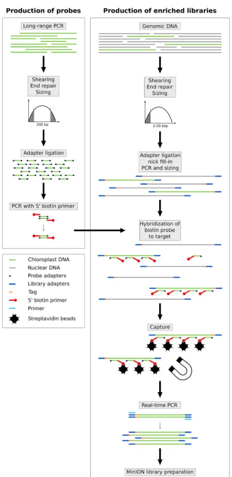 FIGURE 1.  Schematic representation of the protocol used for long- fragment capture of plastomes (adapted from Mariac et al., 2014).