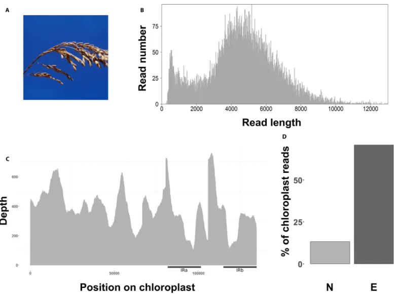 FIGURE 2.  Long- fragment capture results for Oryza sativa. (A) Panicule of Oryza sativa (© IRD -  Jean- Pierre Montoroi