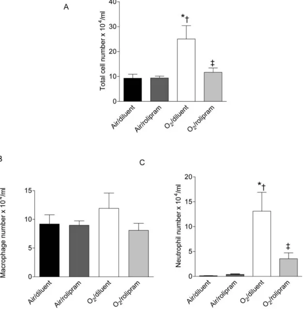 Figure 1. Total cell, polymorphonuclear neutrophil, and macrophage counts in BAL from rat pups exposed to hyperoxia and treated or not with rolipram