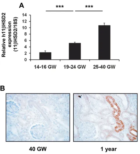 Figure 4. 11bHSD2 mRNA and protein expression throughout renal development in humans. A: Relative mRNA expression in human fetal kidney samples at various gestational ages was determined using qRT-PCR at various gestational ages