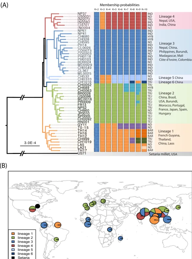 FIG 1 Population subdivision in the sample set analyzed. (A) Total evidence maximum-likelihood genome genealogy and discriminant analysis of principal components