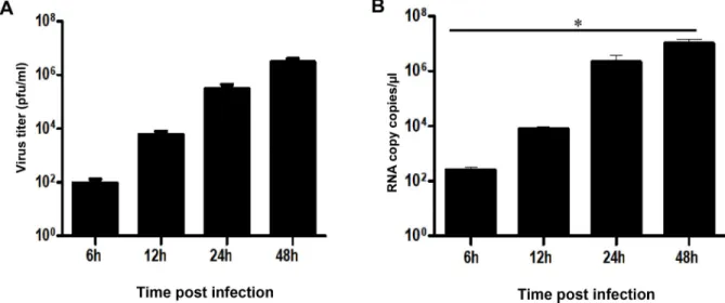 Fig 1. Human microglia cells are permissive to ZIKV infection. Microglia cells were infected with ZIKV (MOI = 1) and expression of viral RNA was measured at different times post-infection by real-time RT-PCR (A)