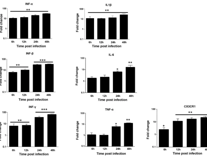 Fig 2. ZIKV induces the production of inflammatory mediators and CX3CR1 in microglial cells