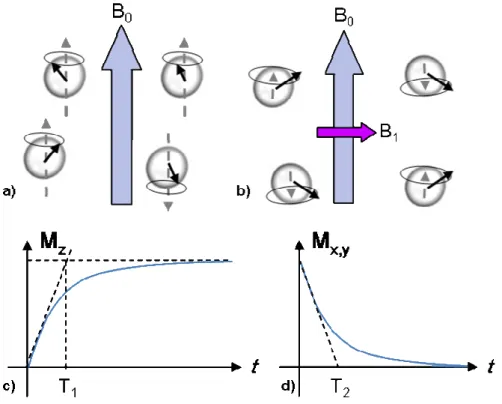 Figure 2. Schematic  view of water proton spins in a) a static magnetic field B 0  and b) upon  RF-excitation  Dashed  arrow  represents  M Z   component,  solid  circle  represents  M X,Y component