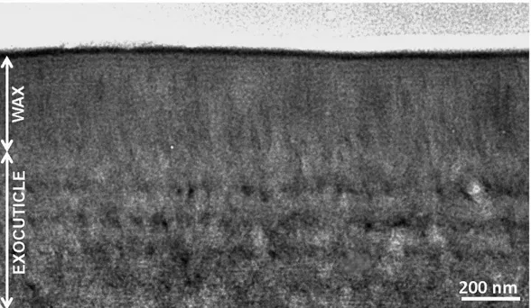 Fig. S5. Cross-section of cuticle in a silver band as observed by TEM (stained cut).  