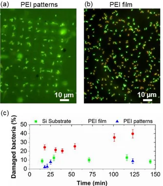 Figure  4.  (a)  Fluorescence  microscopy  image  in  buffer  medium  of  Pseudomonas  aeruginosa  tagged with the Livedead® kit 20 minutes after their assembly on an array of 5 µm square PEI  patterns  similar  to  the  one  presented  in  Figure  2b  (le