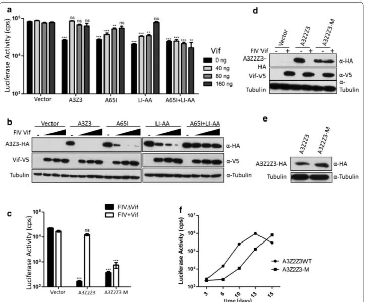 Fig. 8   The impact of mutations in FcaA3s on FIV infectivity. a FIVΔvif luciferase reporter virions were produced in the presence of feline A3 expres‑