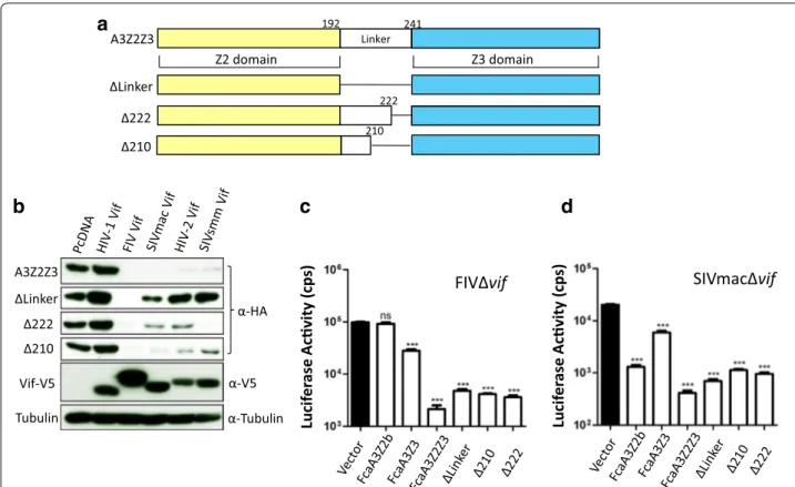Fig. 10  The linker region in FcaA3Z2Z3 is important for HIV‑2/SIVmac/smm Vif induced degradation
