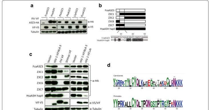 Fig. 2  Identification of residues in FcaA3Z3 for FIV Vif induced degradation. a Expression plasmids for FcaA3Z3, HsaA3H and big cat A3Z3s were co‑