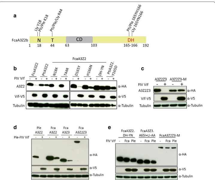 Fig. 5  FcaA3Z2 and FcaA3Z2Z3 mutations block degradation by feline Vifs. a Representation of FcaA3Z2b protein