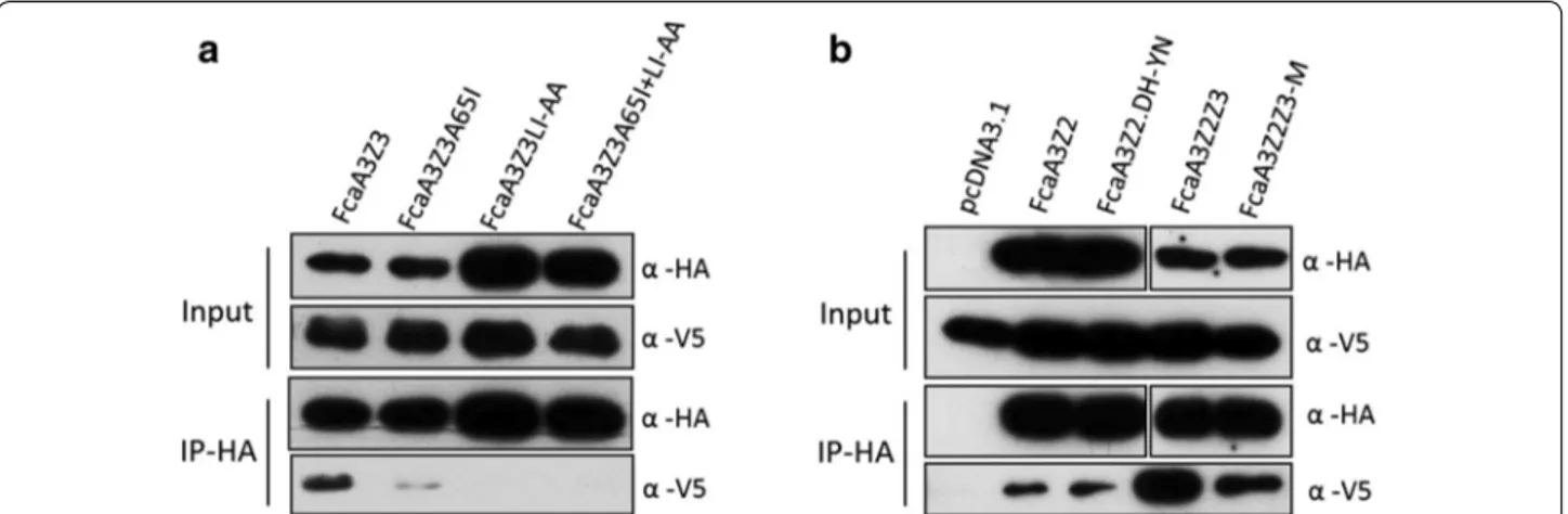 Fig. 6  Differential binding of FIV Vif to wild‑type and mutant feline A3s. a Expression plasmids for FcaA3Z3s wild‑type and mutants (all with HA‑tag)  and FIV Vif‑TLQAAA (V5 tag) were co‑transfected into 293T cells