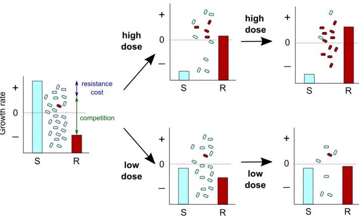 Fig 3. How high drug doses can lead to selection of preexisting drug-resistant mutants via ’competitive release’