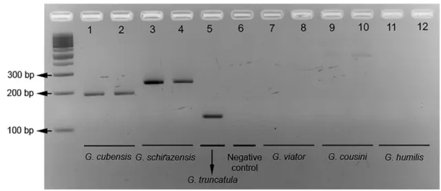 Figure 1. Agarose gel electrophoresis of multiplex PCR products of individuals of the 366 