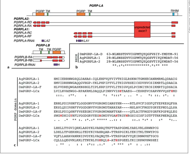 Fig. 4.   Map of PGRPLA and PGRPLB and sequence features of  PGRPLA.        a   Map of the PGRPLA and PGRPLB gene loci