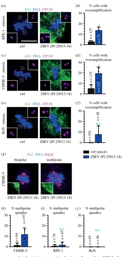 Figure 2. ZIKV infections lead to supernumerary foci of centriolar proteins and multipolar spindle assembly in CHME-5 cells and RPE-1 cells
