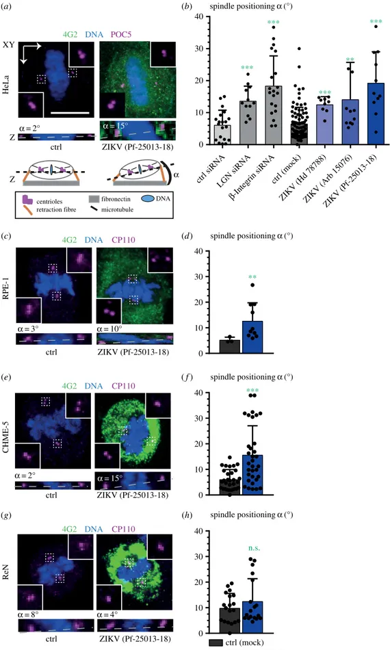 Figure 3. ZIKV impairs spindle positioning. (a,b) Spindle positioning assay in HeLa cells