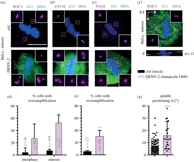 Figure 4. DENV-2 infection in HeLa cells leads to supernumerary foci of centriolar proteins, multipolar spindle assembly and impaired spindle positioning