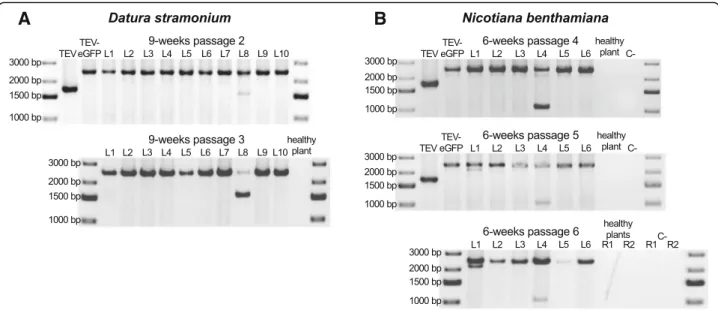 Fig. 2 Deletion detection in the eGFP gene. Agarose gels with RT-PCR products of the region encompassing the eGFP gene