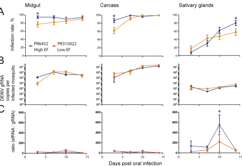 Fig 3. SfRNA:gRNA ratio is higher in salivary glands, peaks at 10 days post-oral infection and is higher for PR6452 than PR315022