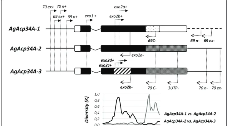 Figure 2 Schematic maps of genes, primers and paralog diversity. The gene structure of each male-expressed paralog is reported (and drawn to scale): bars indicate exons, the ‘ V ’ shaped line represents the intron, the thick lines on both sides (dashed on 