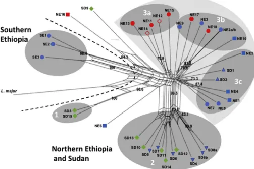 Fig. 3. Population analysis of the 36 east African Leishmania donovani strains as determined by STRUCTURE (Pritchard et al., 2000) based on AFLP using six selective primers