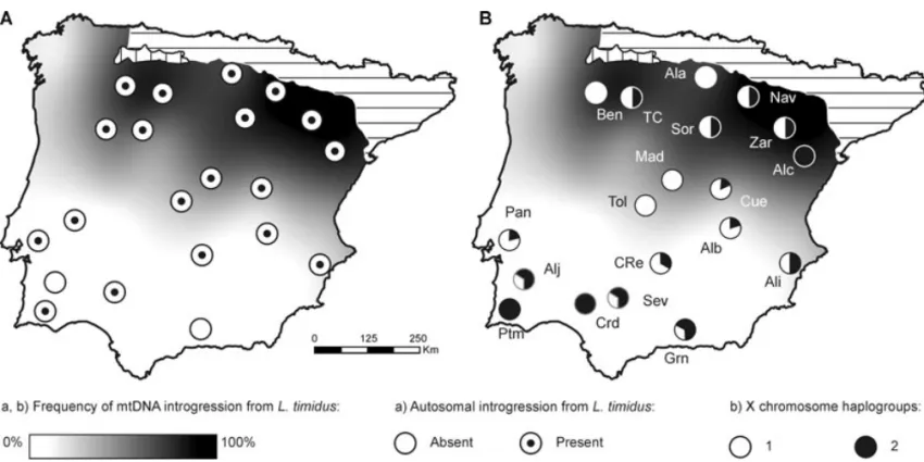 Figure 4. Geographic patterns of introgression from L. timidus into L. granatensis. mtDNA is represented by a color gradient on both maps, the darker the more introgression (data from Alves et al