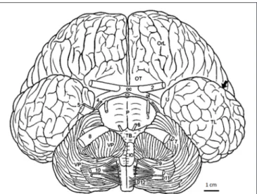 FIGURE 1 | Bottlenose dolphin brain in basal aspect (after Langworthy, 1932, modified after Pilleri and Gihr, 1970; Morgane and Jacobs, 1972).