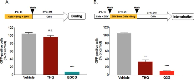 Figure 4. THQ interferes with the internalization step of ZIKV entry. (A) A549 cells were infected with  ZIKV GFP  at MOI of 1 for 1 h at 4°C in the presence of THQ (125 µ g/mL), and then the temperature was  shifted to 37 °C in absence of THQ