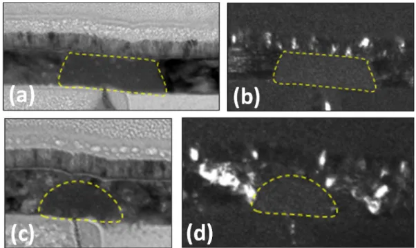 Figure 1a and 1b are bright and dark fields TEM images, respectively, of a cell made using alloy A  as  PCM  layer  after  its  forming  step