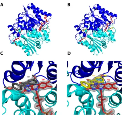 Figure 2. Structural illustrations of human quinone reductase 2 (hQR2) co-crystallized with  compounds 8′ and 10