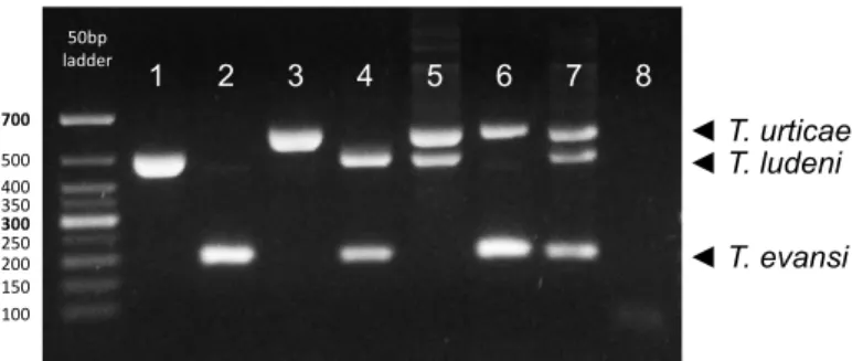 Fig.  2  Amplification  profile  of  the  multiplex  PCR  allowing  the  identification  of  T