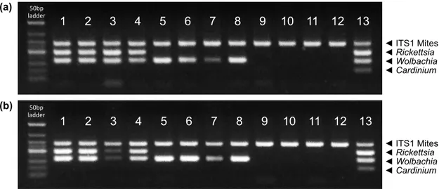 Fig. 6 Simultaneous detection of  Wolbachia,  Cardinium and Rickettsia in non-extracted  DNA  from  adult  females  (a)  and  males  (b)  of  T