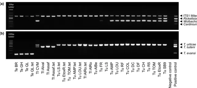 Fig.  7  Application  of  both  multiplex  PCRs  to  detect  contamination  within  laboratory  populations  of  Tetranychus  mites